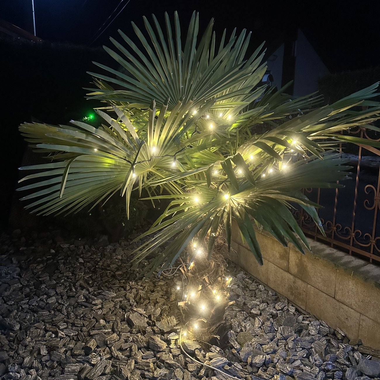 Obrázok Palma konopná (Trachycarpus fortunei) - celková výška 140-160 cm, výška kmeňa 40-50 cm, kont. C25L (-17°C)